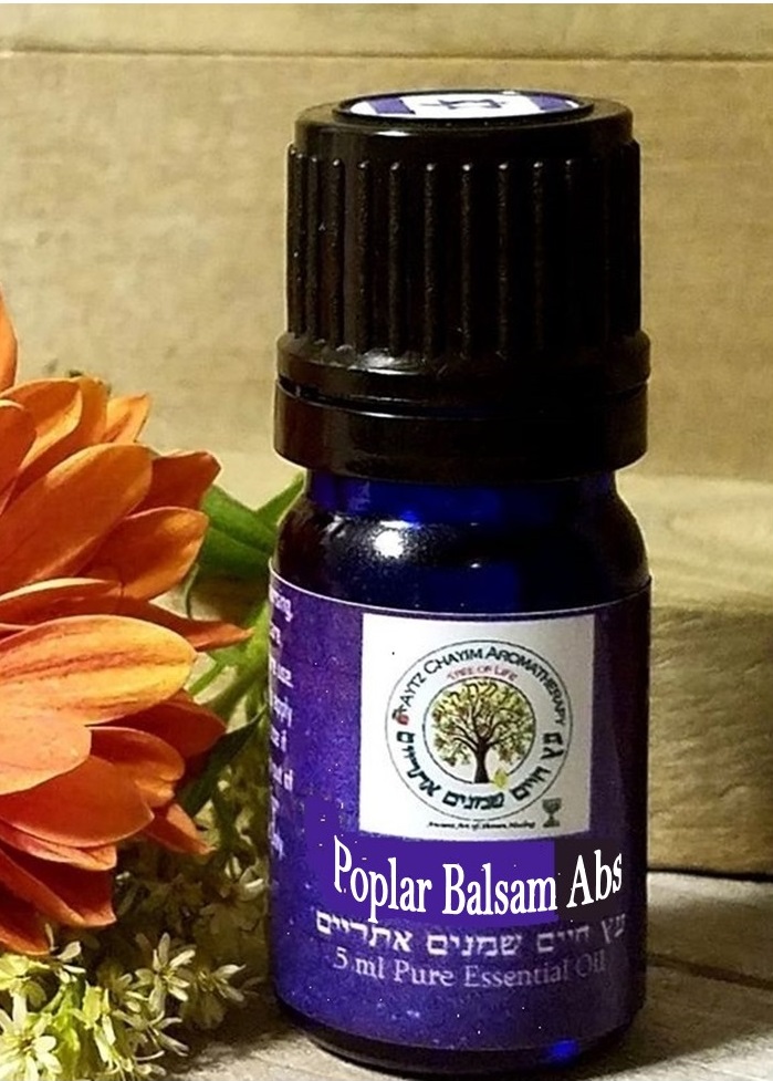 Poplar Balsam Absolute High Quality Essential Oil באלם של גלעד Known