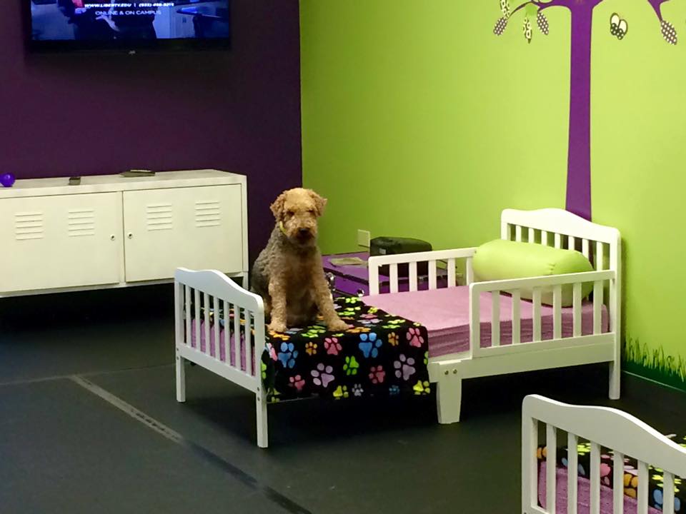 Dog Boarding in Lake Forest Yuppy Puppy