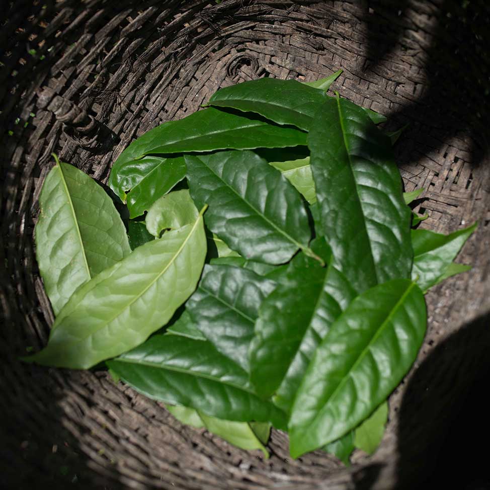 Guayusa Leaves A Guide To The Amazonian Superleaf Ayusa Tea