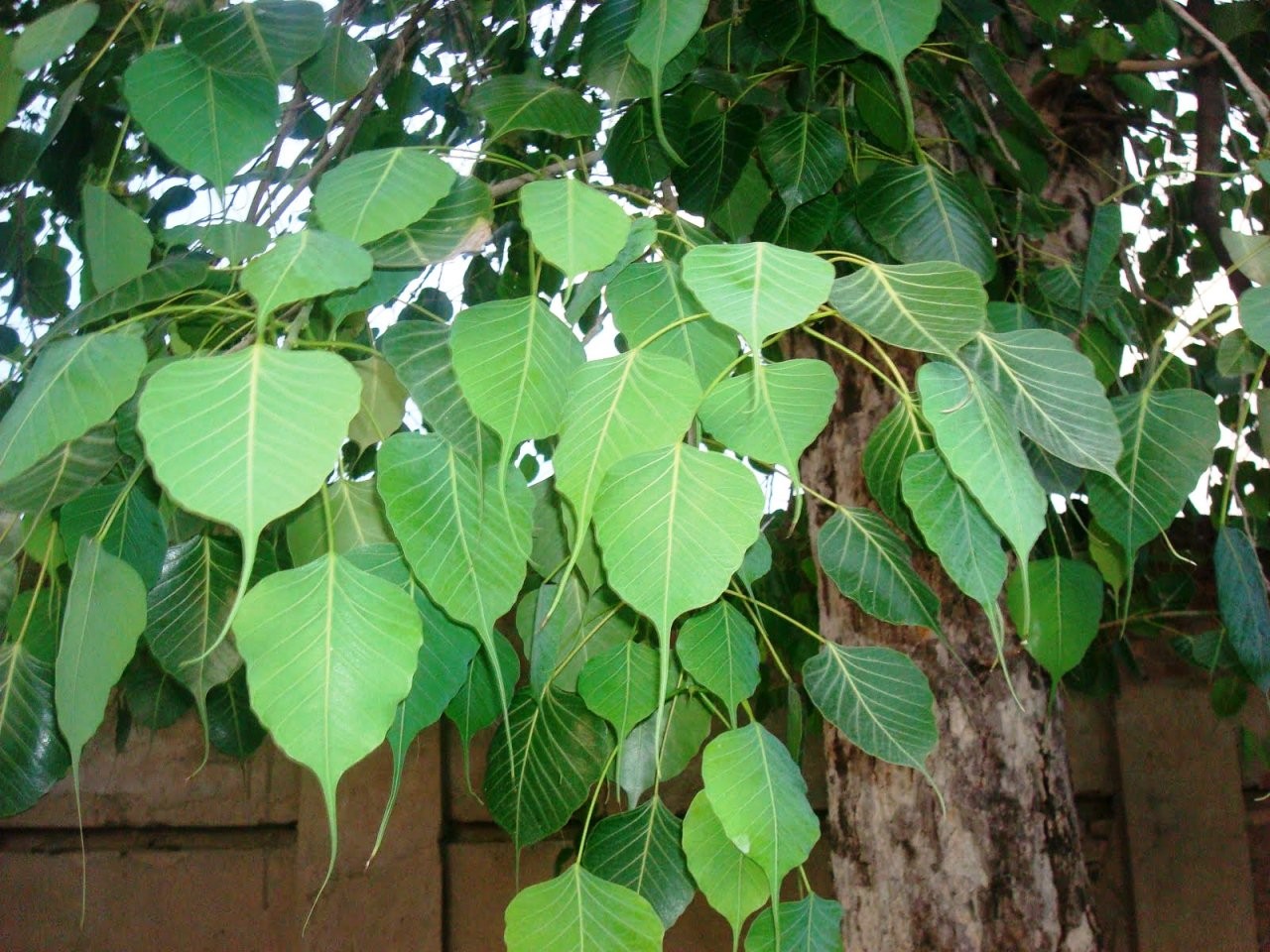 ashvattha Ficus religiosa Linn.