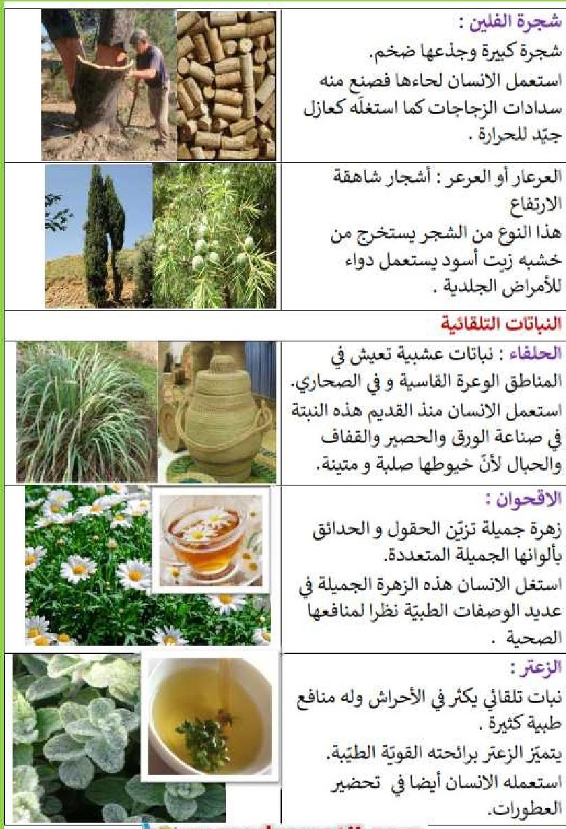 النباتات المغروسة والنباتات التلقائية , فرق كبير بين هذه