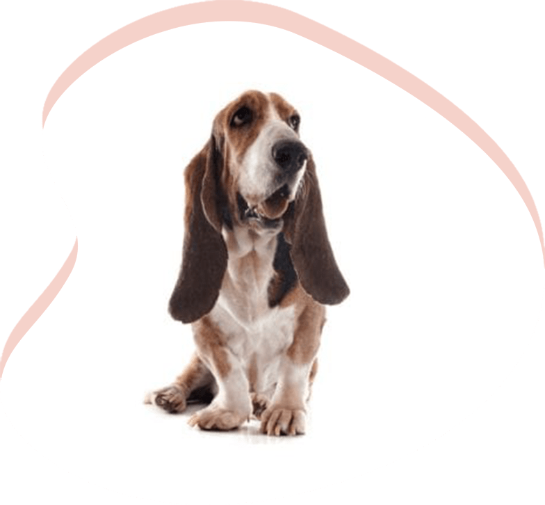 Basset Hound Adoption Arizona Basset Hound Rescue