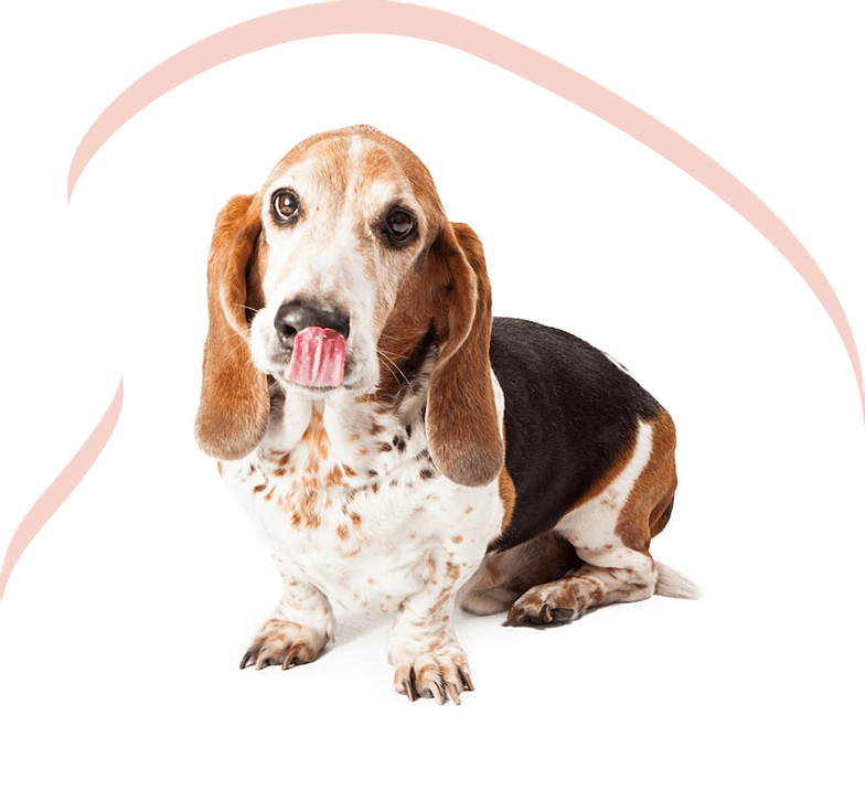 Basset Hound Adoption Arizona Basset Hound Rescue