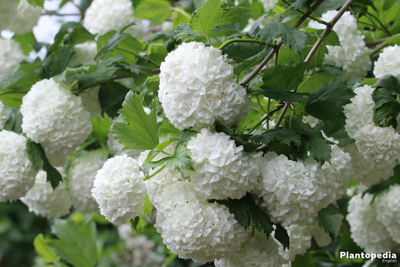 Gilaburu, Kartopu, Viburnum opulus AZbitki