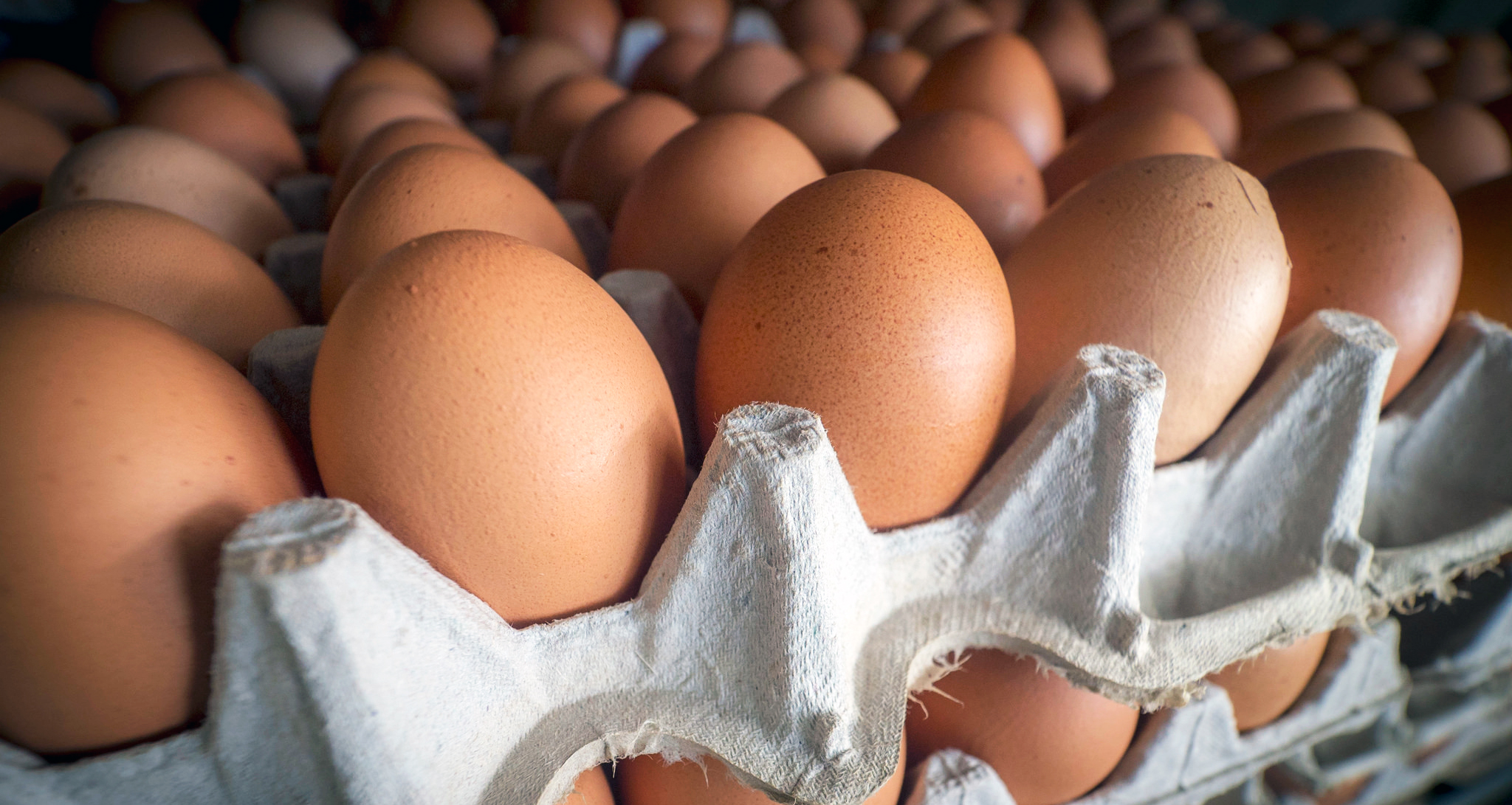 Are Dogs Allowed In Food Stores In Arizona