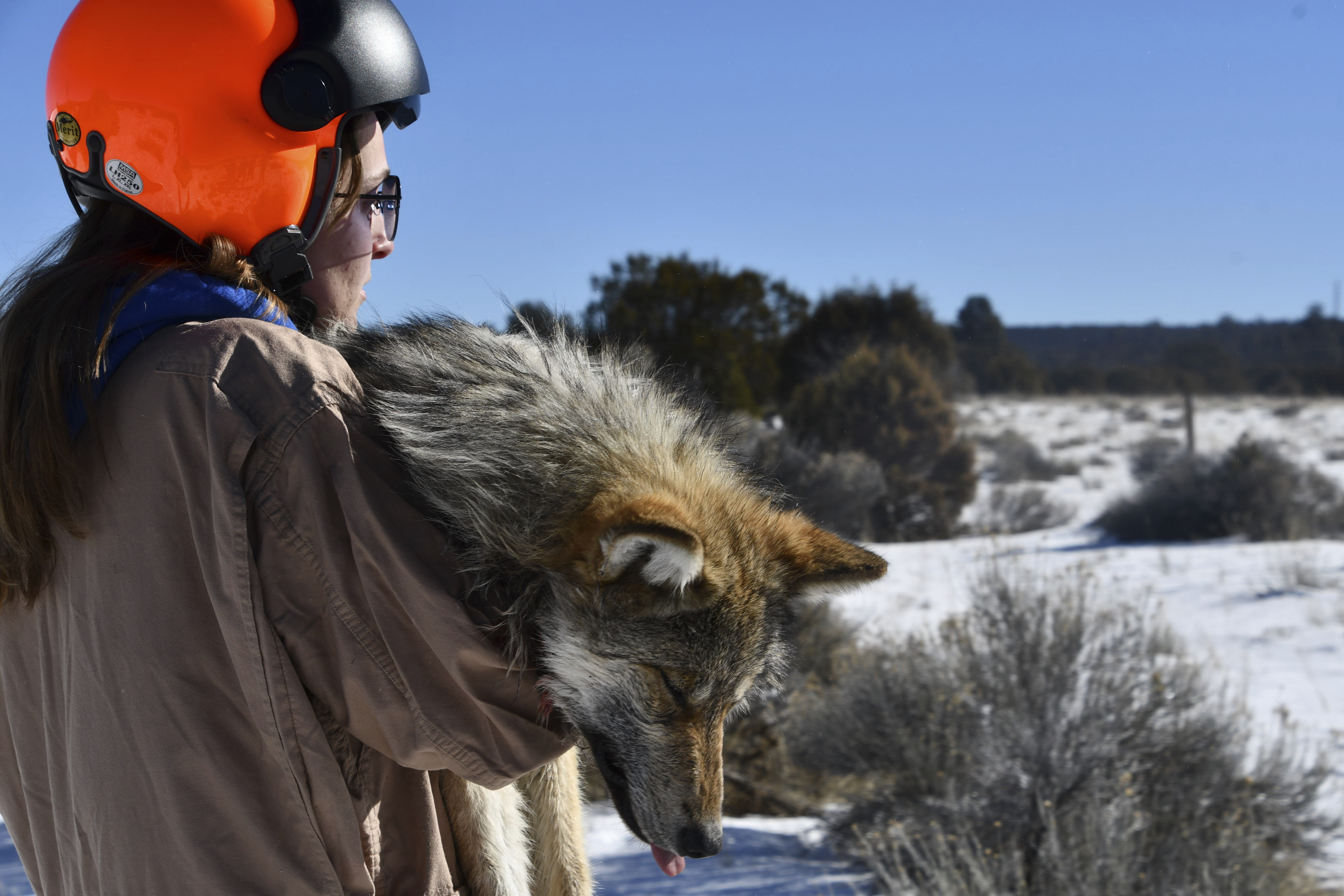 Mexican wolf program making strides after 25 years Arizona Capitol Times