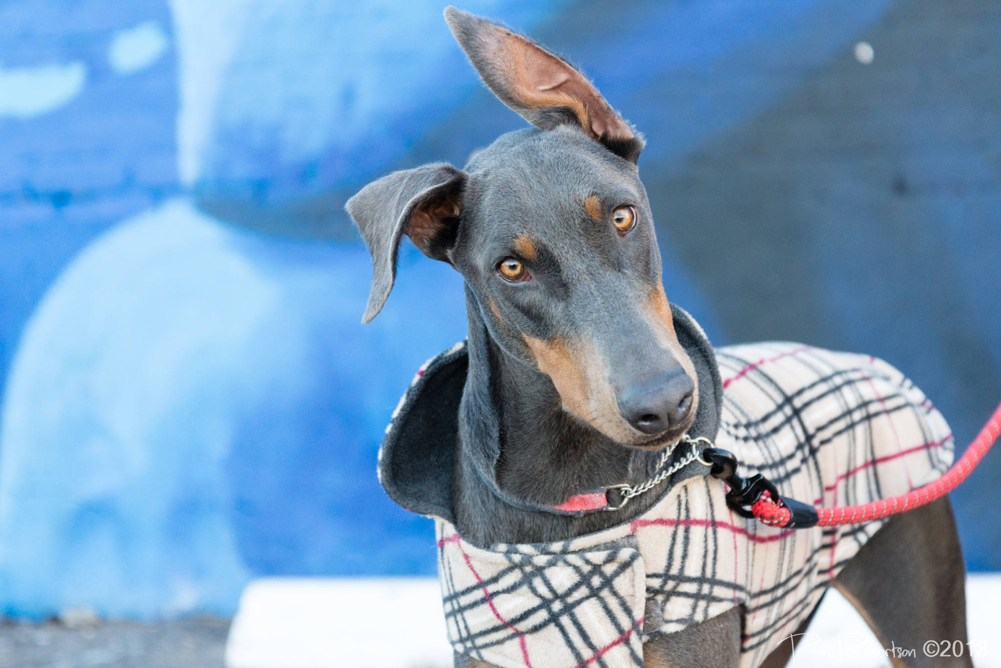 Doberman rescue kansas