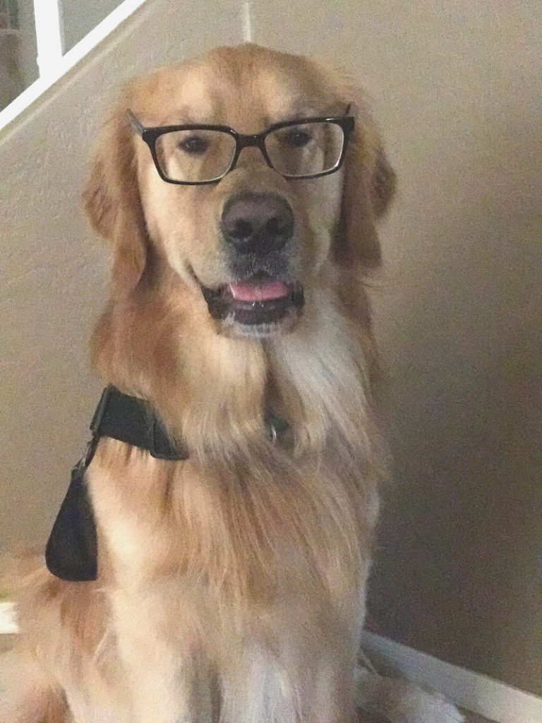 Love Being A Dog Trainer The best place for dog trainer training AZ