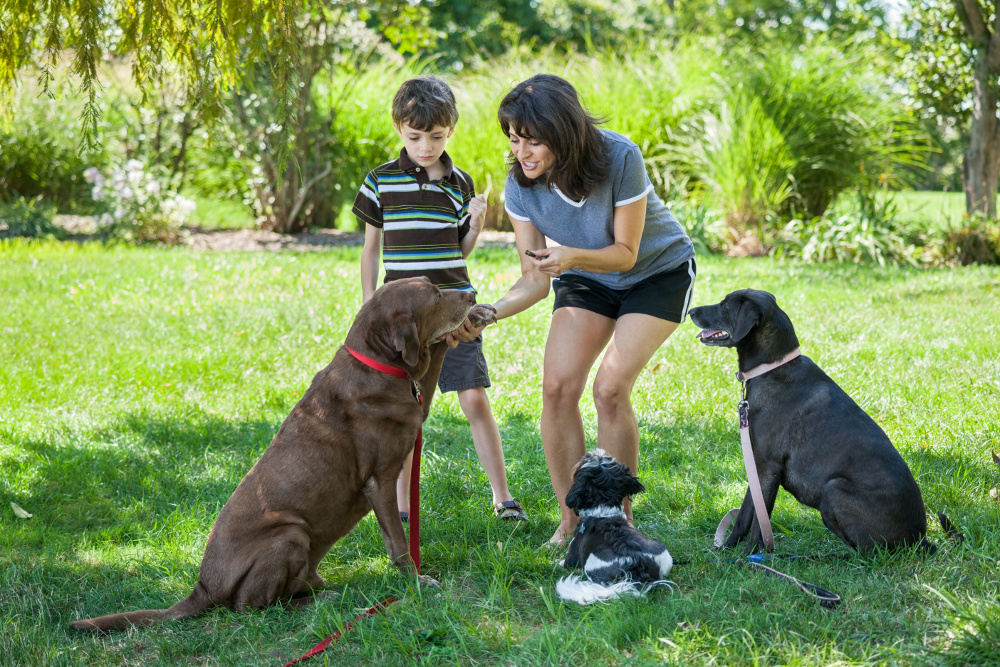 The Why Behind Positive Training Methods AZ Dog Smart Academy