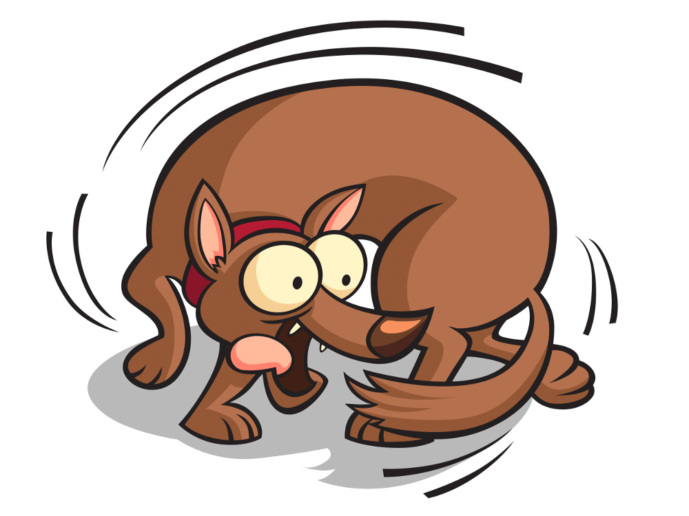 Why does my dog do that? Strange Dog Behaviors AZ Dog Sports