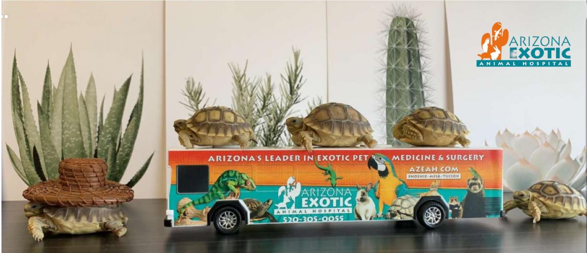 Tucson Office Tour Arizona Exotic Animal Hospital Veterinary Services