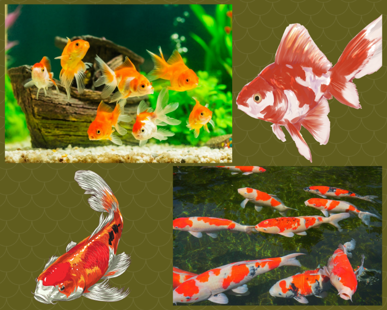 Goldfish and Koi Arizona Exotic Animal Hospital Medical and Care