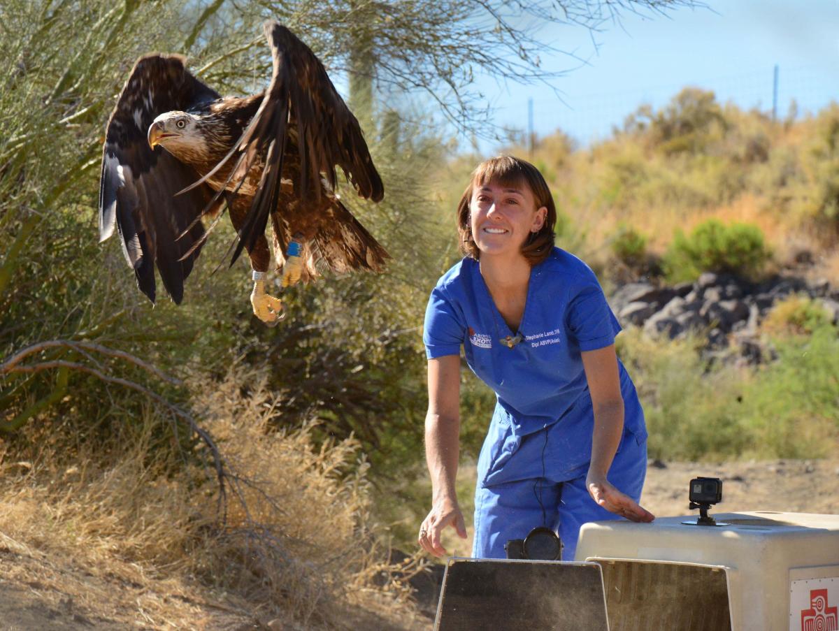 Employment Arizona Exotic Animal Hospital Veterinary Services