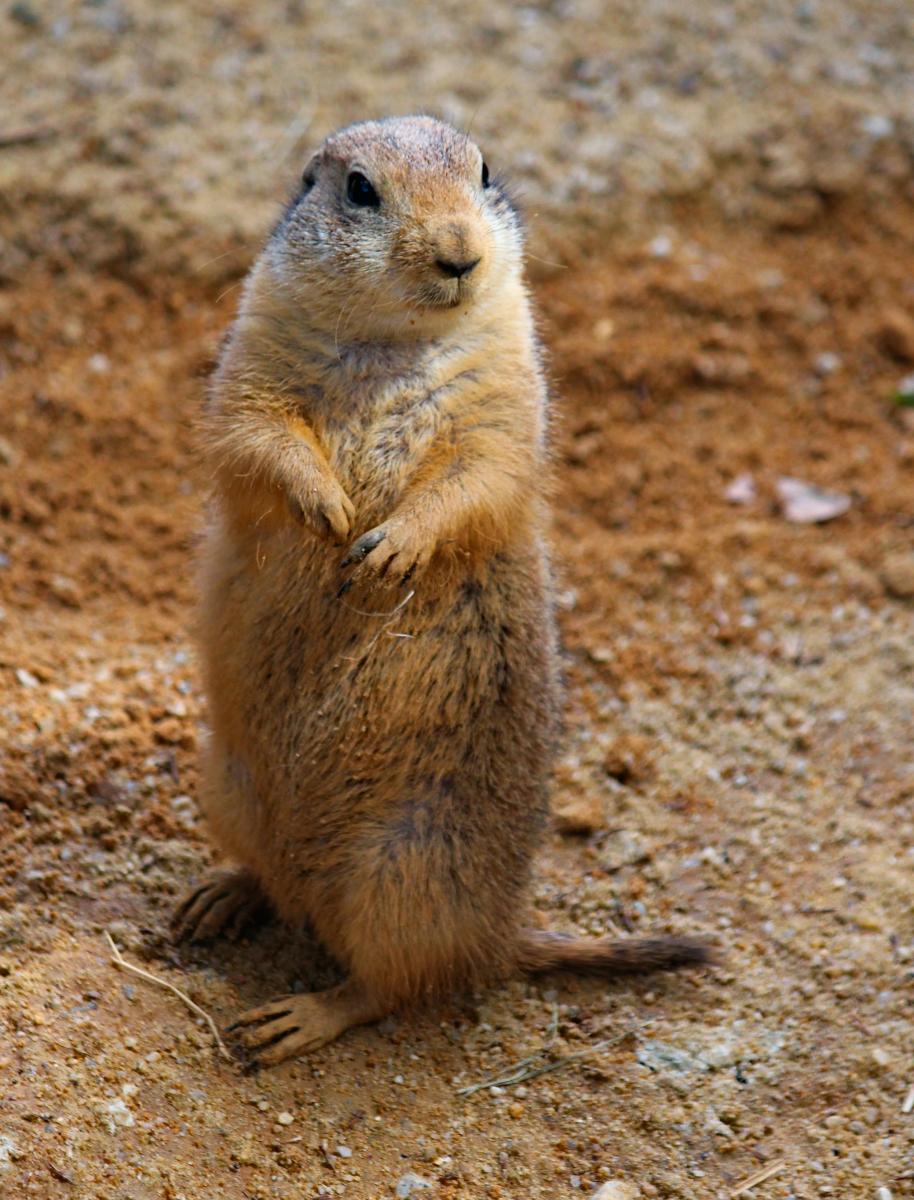 Prairie Dogs Arizona Exotics Prairie Dogs Resources