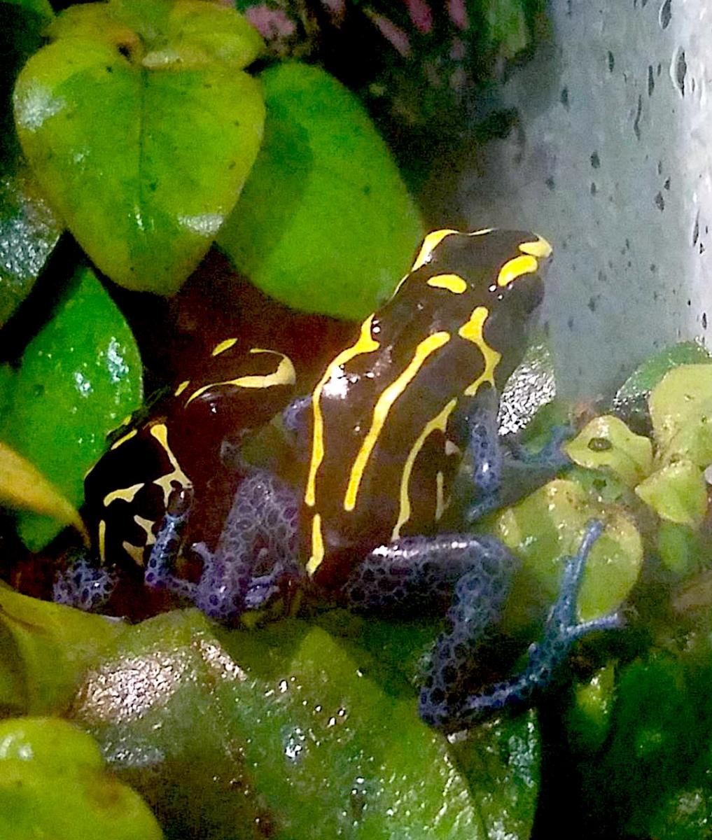 Basic Care Poison Dart Frogs Arizona Exotics Frogs Resources
