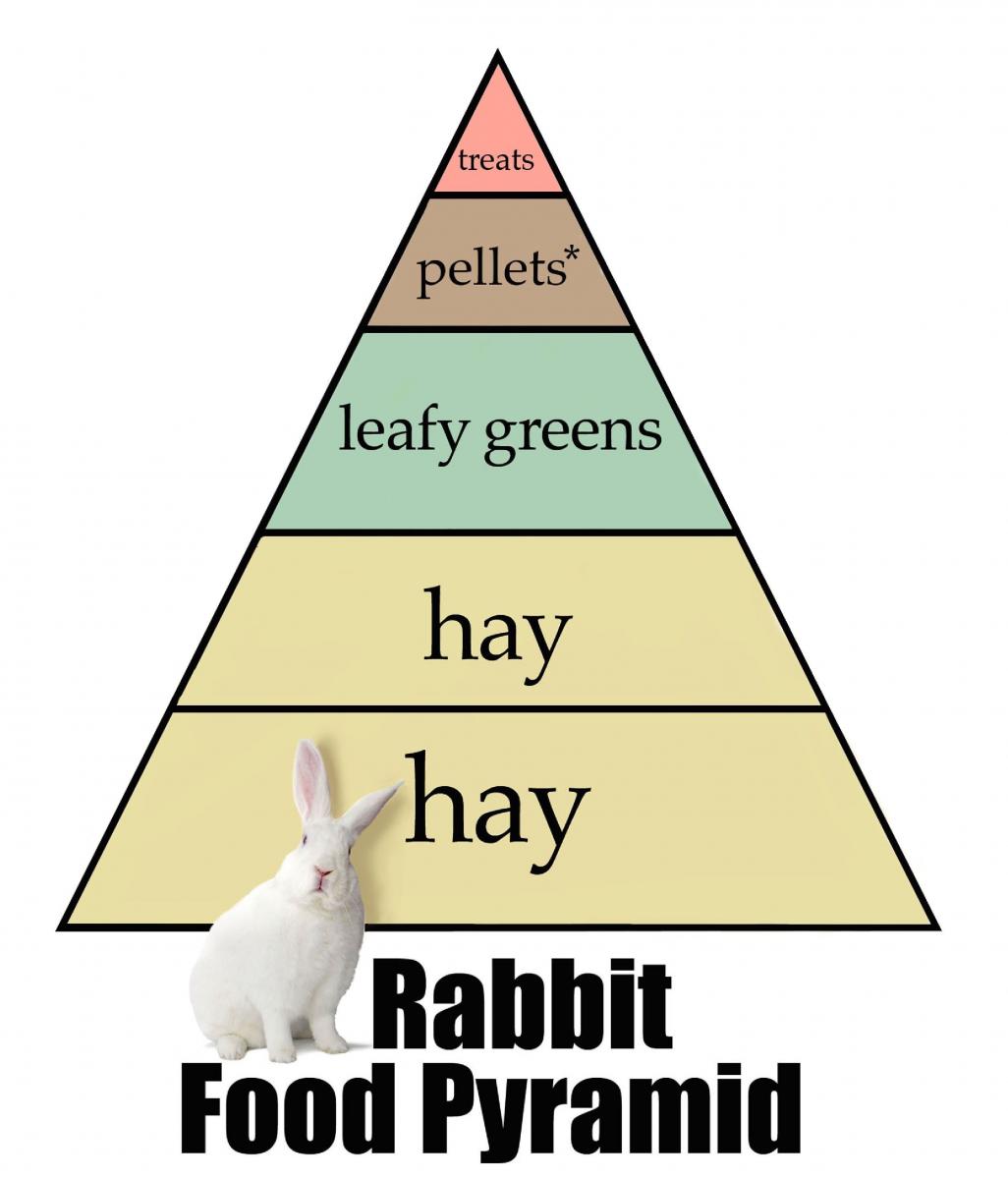 Rabbit Diet Arizona Exotics Rabbits Resources