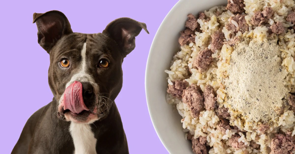 Homemade Dog Food For Allergies Azestfor