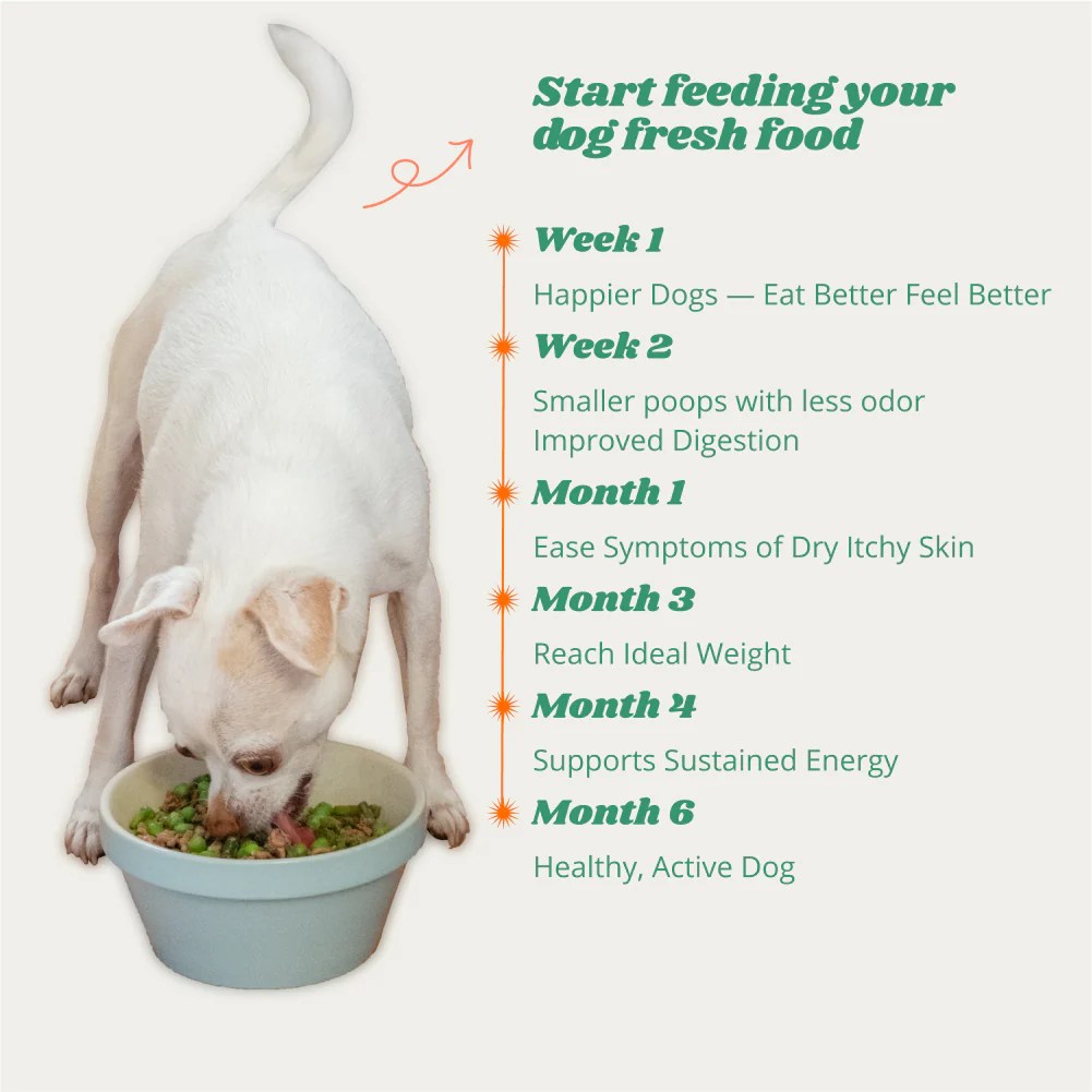 Vitamin & Minerals Supplement Add to Homemade Dog Food Azestfor