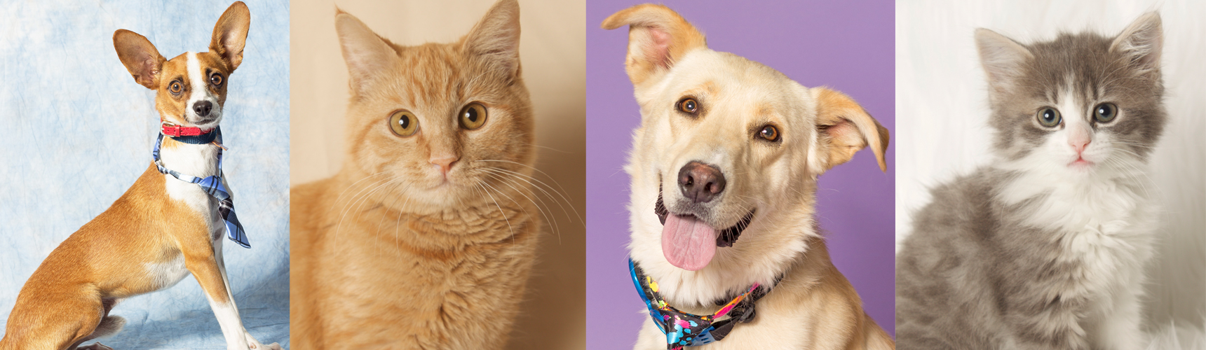 AZ Friends for Life Animal Rescue Pet Rescue & Shelter Gilbert, AZ