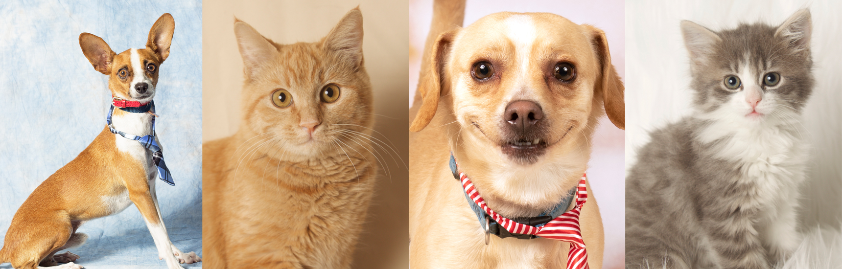 AZ Friends for Life Animal Rescue Pet Rescue & Shelter Gilbert, AZ