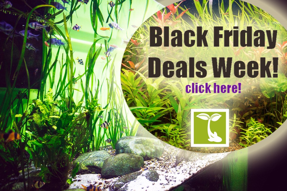 thumbnail_BlkFriDealsWeek2021Header Arizona Aquatic Gardens