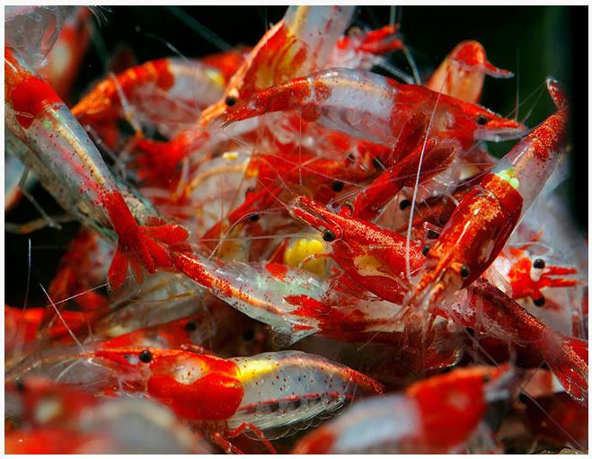 Freshwater Shrimp Rili Red Shrimp Arizona Aquatic Gardens