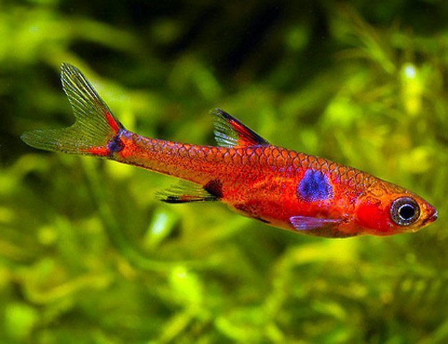 Galaxy Rasbora School