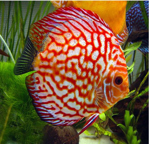 Red Pigeon Blood Discus for sale at since 1987