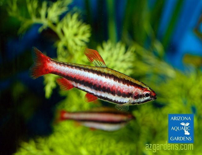 Ruby Red Tropical Pencilfish aka Coral Red Pencil Nannostomus
