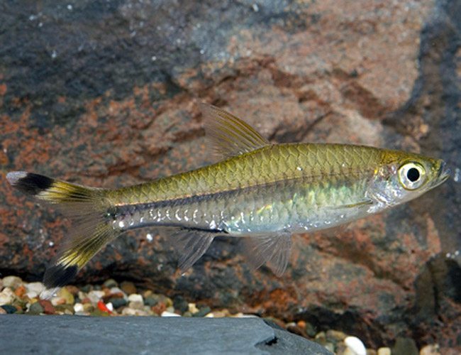 Scissortail Rasbora for sale at since 1987