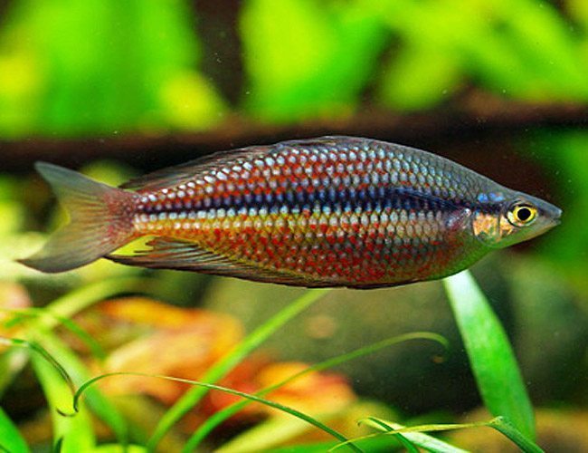 Tropical Rainbow Fish