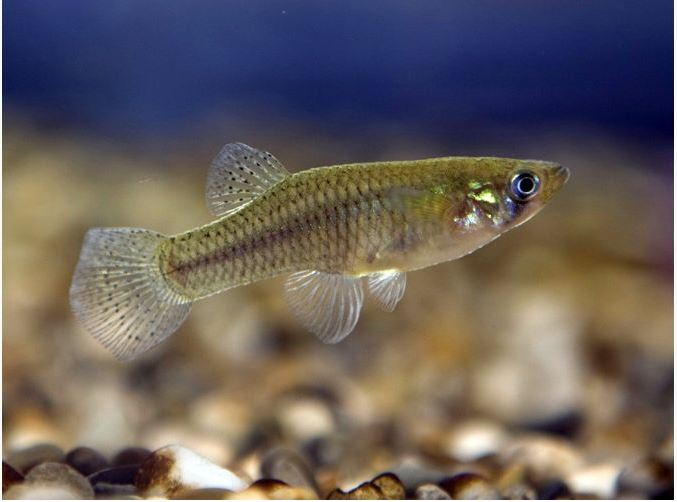 Mosquitofish Gambusia affinis Equetus acuminatus Fish