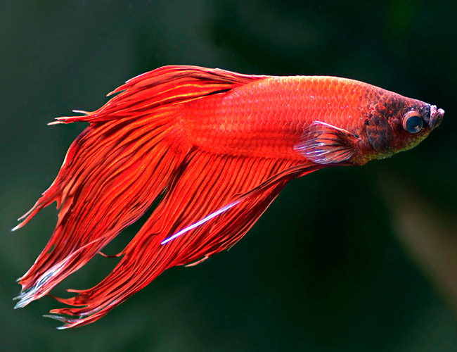 Betta Male Assorted colors for sale Aquarium Fish