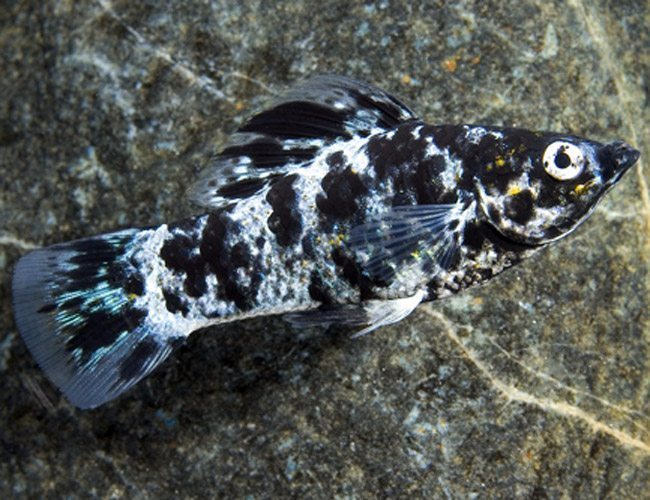 9+ Dalmation Fish Ideas