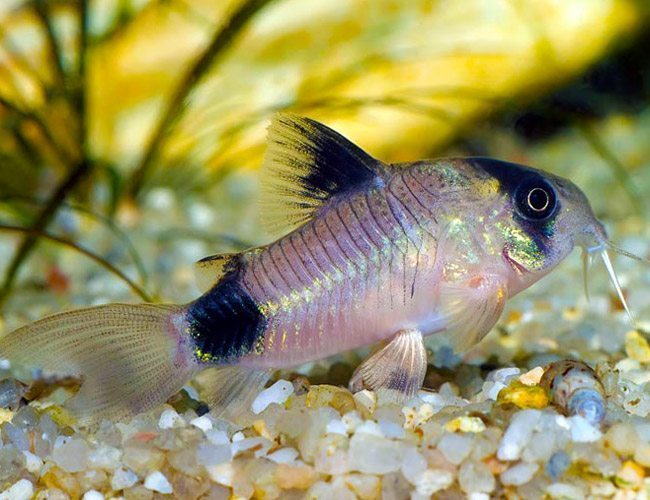 Cory Catfish Dwarf