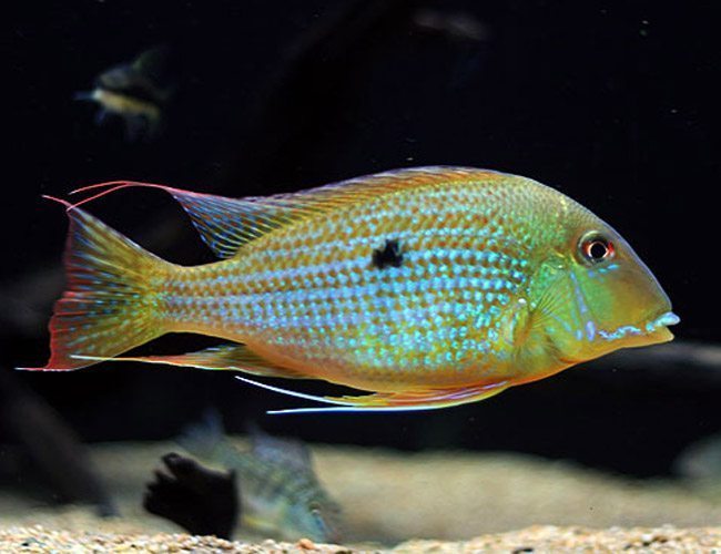 Colorful Threadfin Acara Cichlid By Scott Wallace Digital Designs