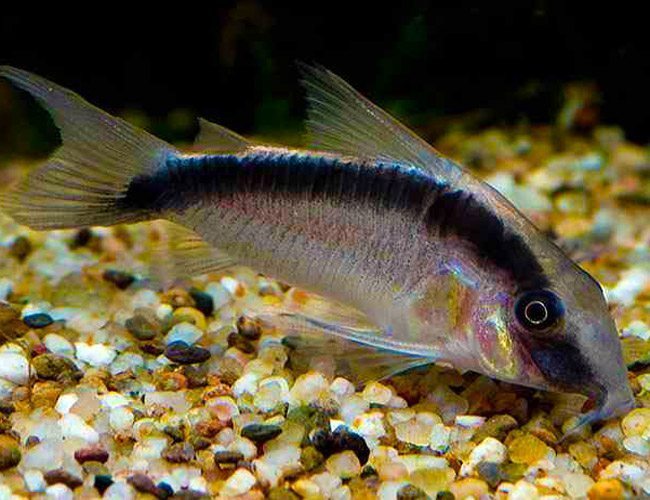 Skunk Cory Catfish Corydoras arcuatus for sale at