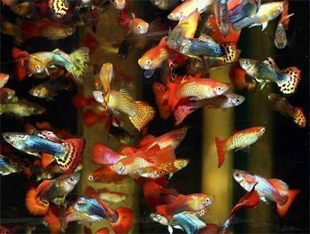 Fancy Guppies For Sale At Azgardens.com