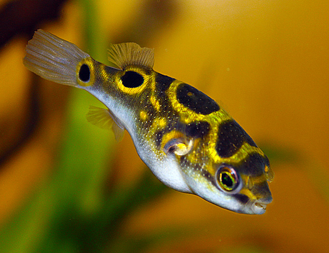 Figure 8 Puffer Tetraodon biocellatus Arizona Aquatic Gardens