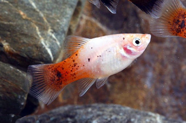 Redtail Dalmatian Platy for sale Arizona Aquatic Gardens
