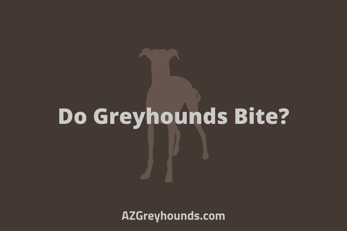 Are Greyhounds Aggressive Triggers, Solutions & More