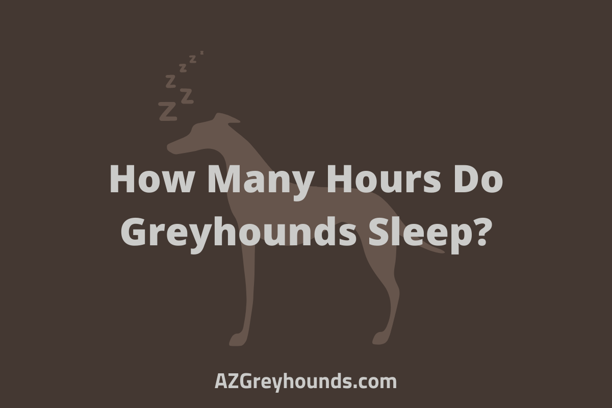 Greyhounds Sleep Why They Sleep So Much, Positions, Dangers & More