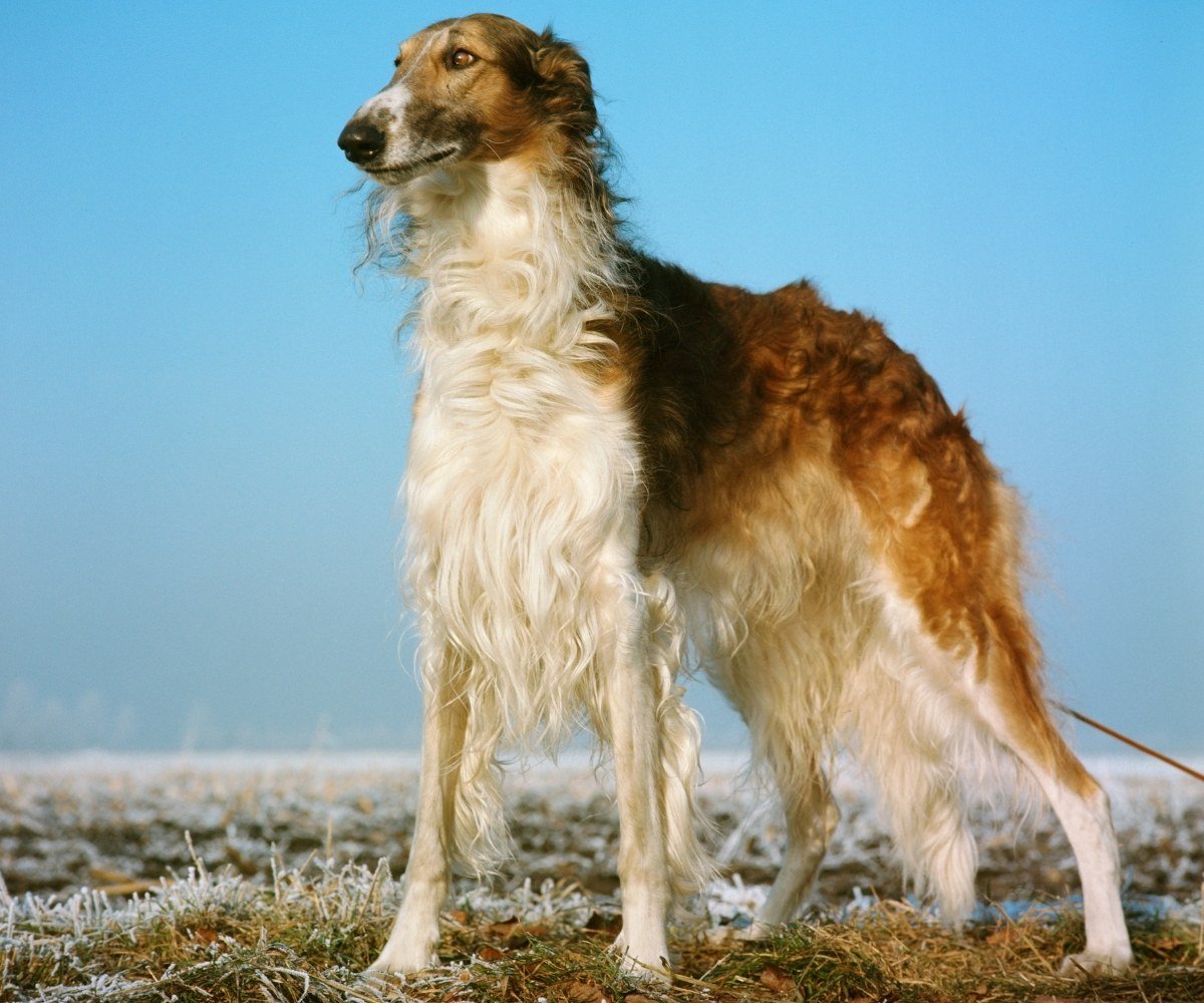 9 Different Types Of Greyhound Their Personality, History & More