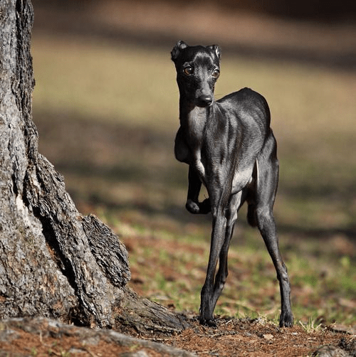 Italian Greyhound Colors A Complete Guide