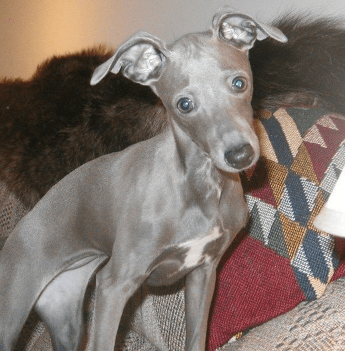 Italian Greyhound Potty Training Essential Training Tips