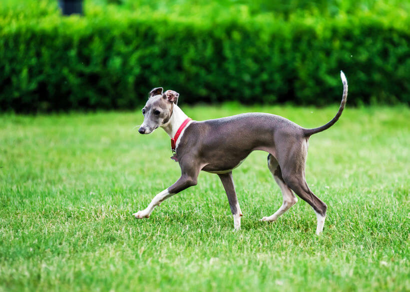 Italian Greyhound Potty Training Essential Training Tips