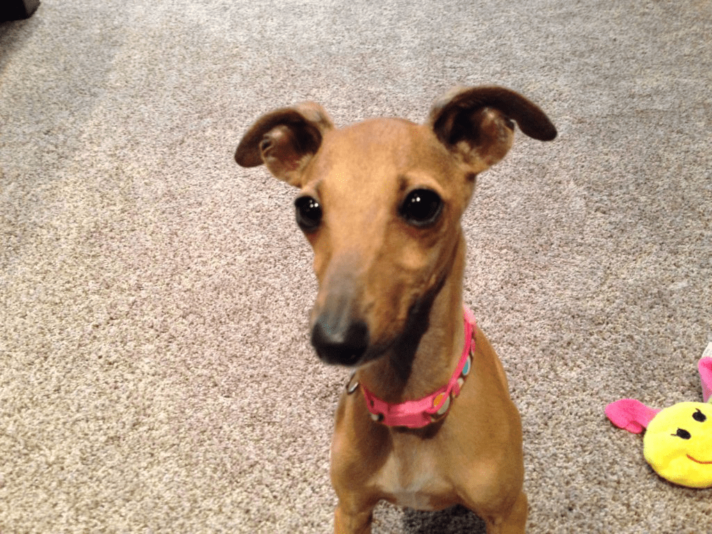 Italian Greyhound Potty Training Essential Training Tips