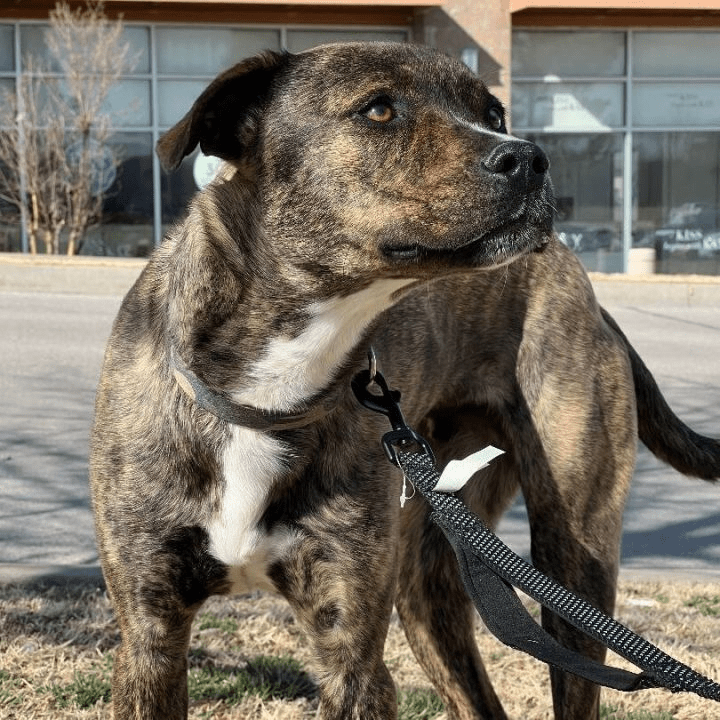 Boxer Italian Greyhound Mix