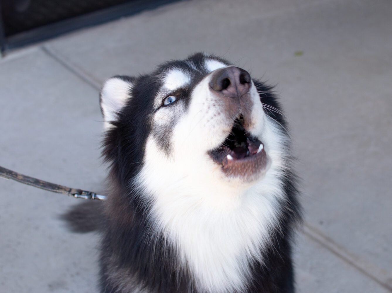 Prince Adoption Pending — AZ Husky Rescue