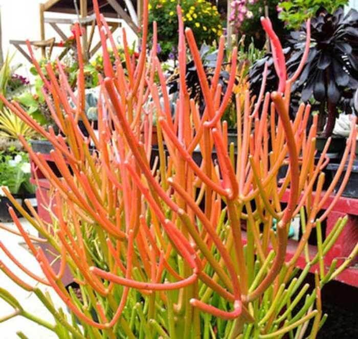 Best Plants for Desert Landscaping Phoenix Landscape Maintenance